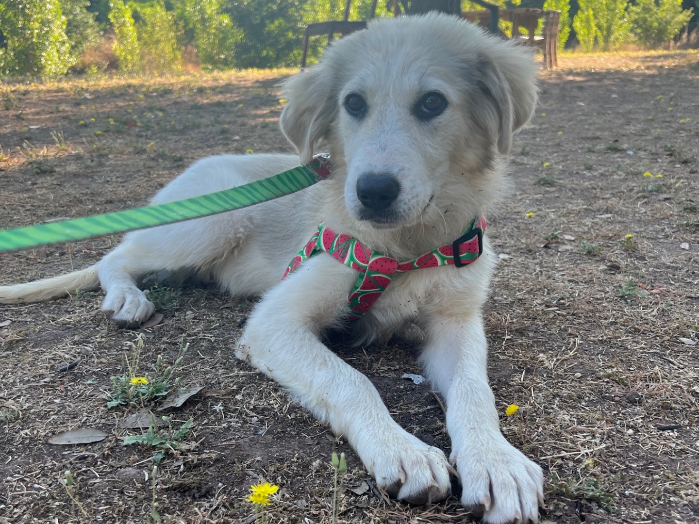 Adozione cane, femmina, Siberian Husky Pastore maremmano, 4 mesi, taglia grande, Roma