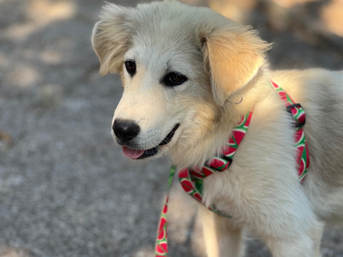 Adotta un cane, femmina, 4 mesi, Roma