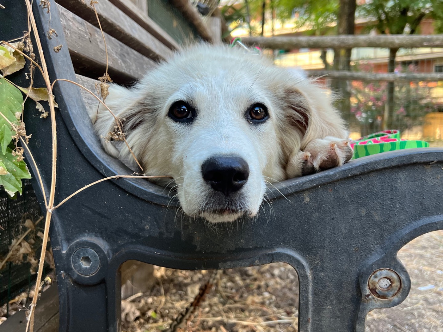 Adotta un cane, taglia grande, femmina, Roma