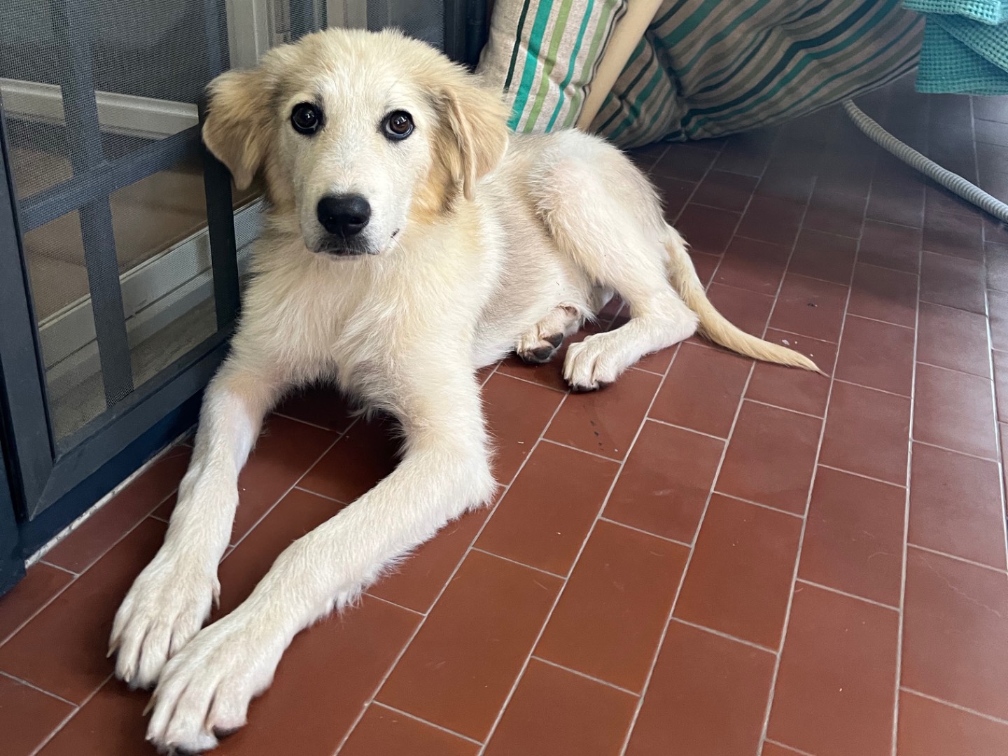 Vuoi adottare un cane a Roma?