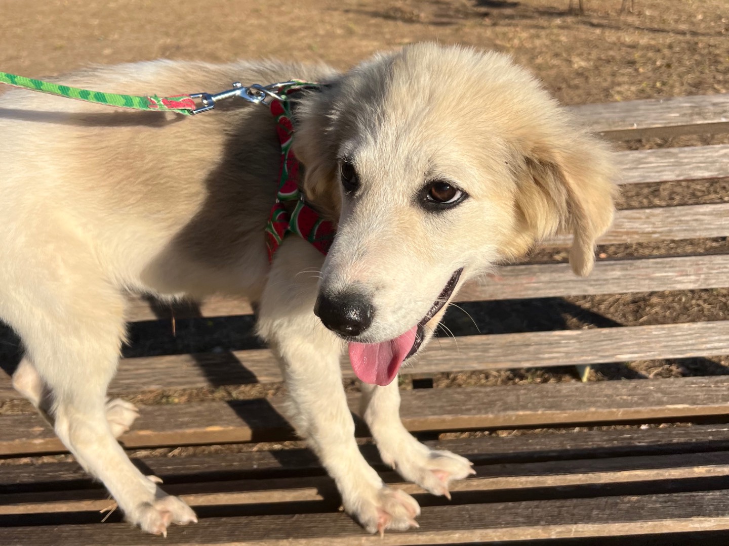 Adotta il cane Blanche Fumè  a Roma