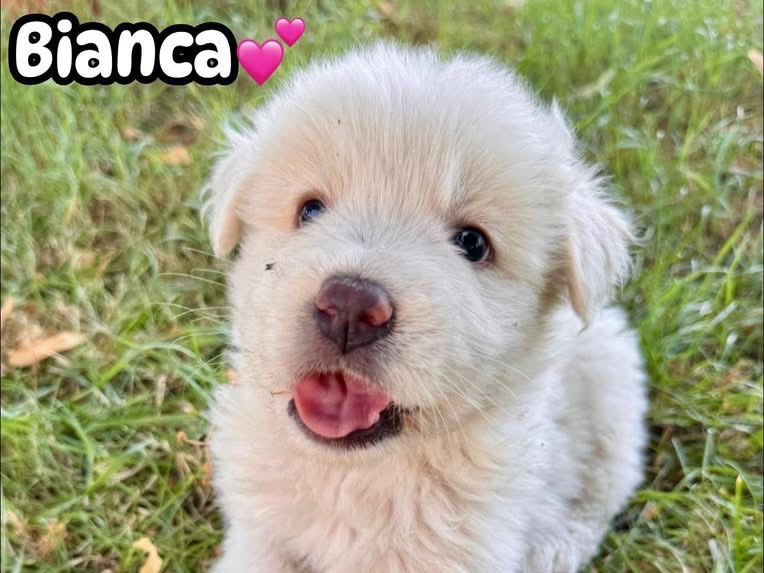 Foto dell'animale