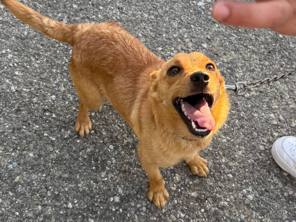 Adozione cane, maschio, Razza sconosciuta Razza sconosciuta, 1 anno e 1 mese, taglia piccola, Messina