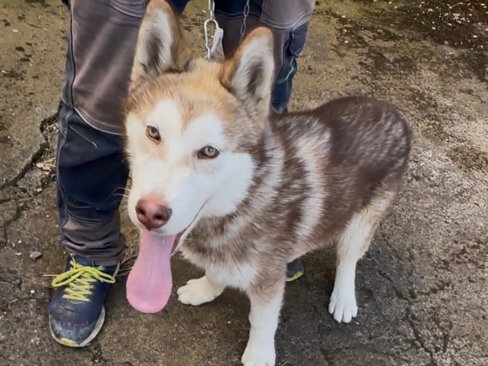 Adotta un cane, maschio, 4 mesi, Catania
