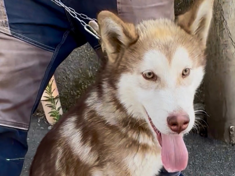 Adotta un cane, taglia gigante, maschio, Catania