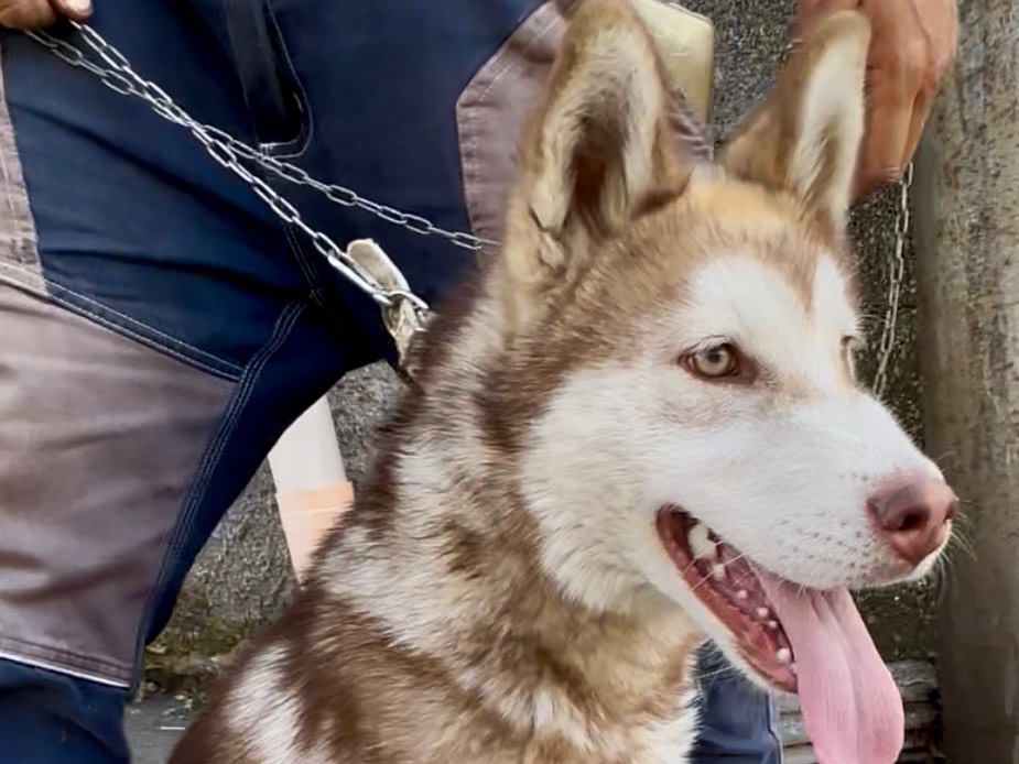 Vuoi adottare un cane a Catania?