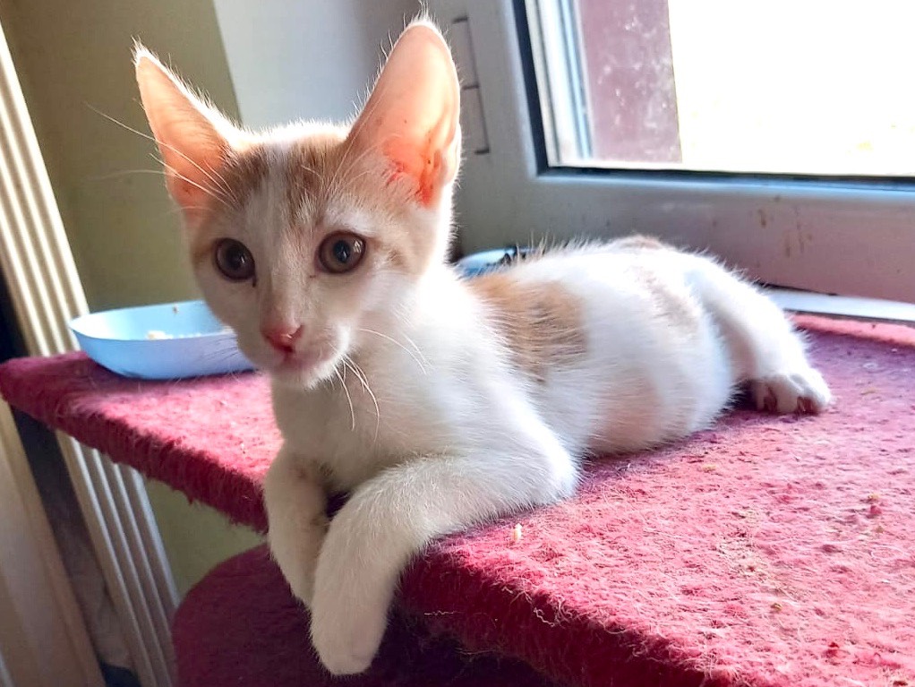 Vuoi adottare un gatto a Latina?