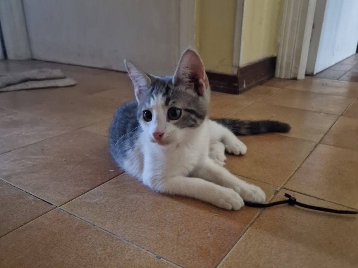 Adotta un gatto, maschio, 1 mesi, Roma