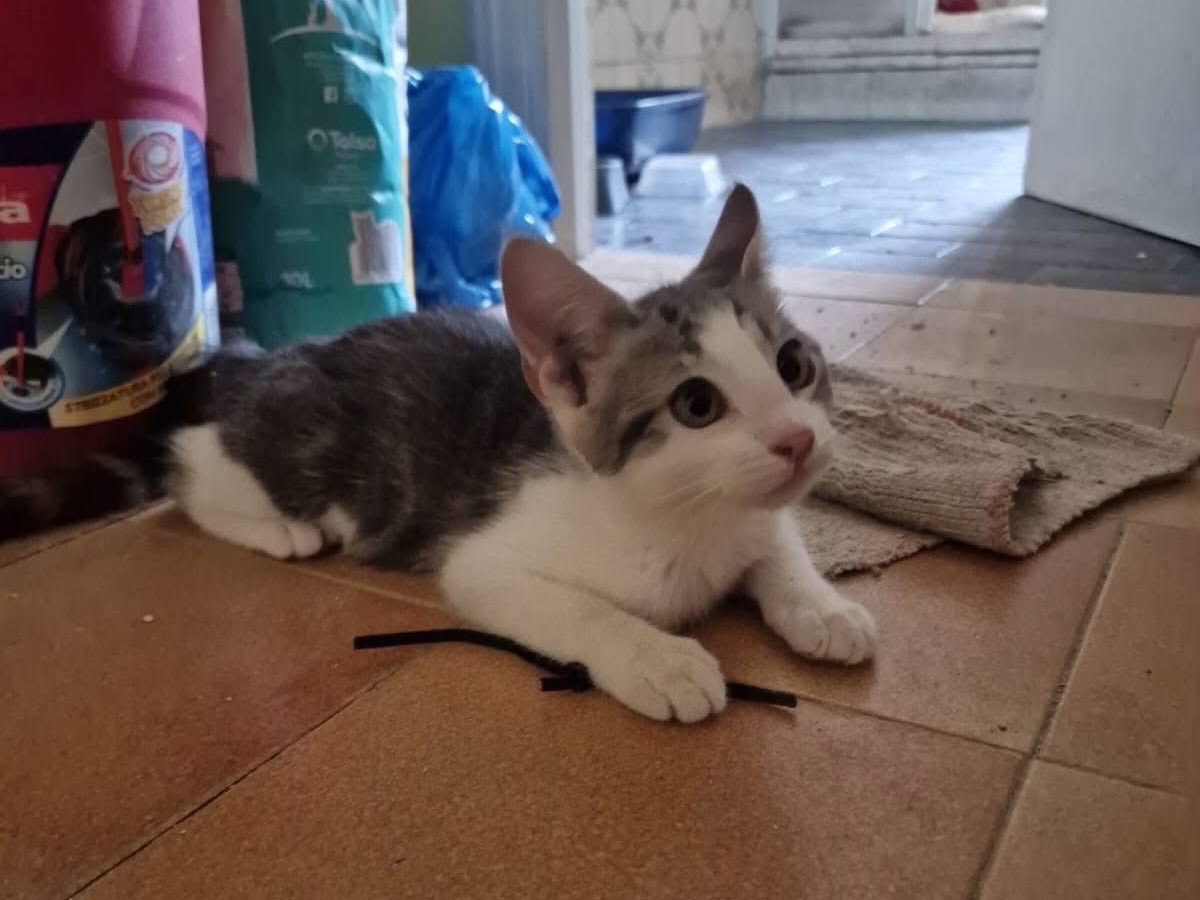 Adotta un gatto, taglia non valida, maschio, Roma