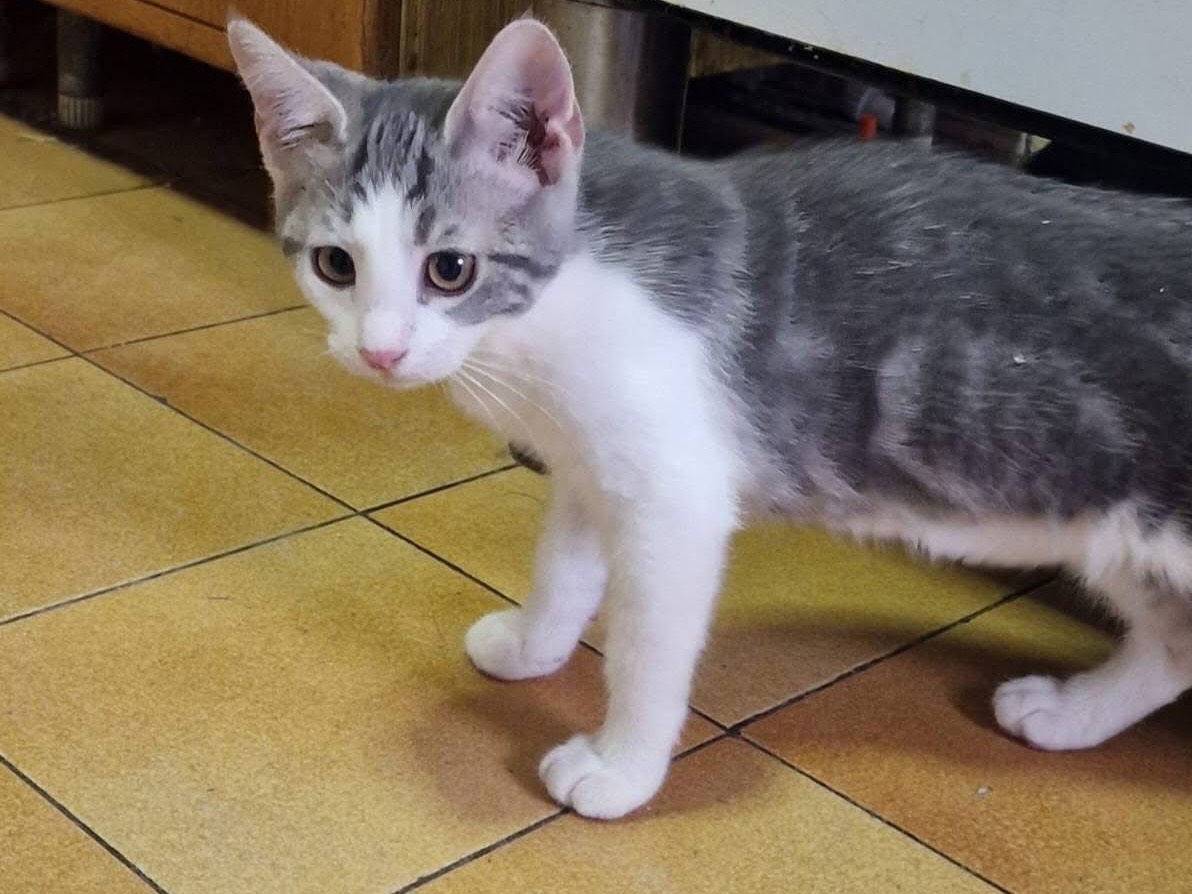Vuoi adottare un gatto a Roma?