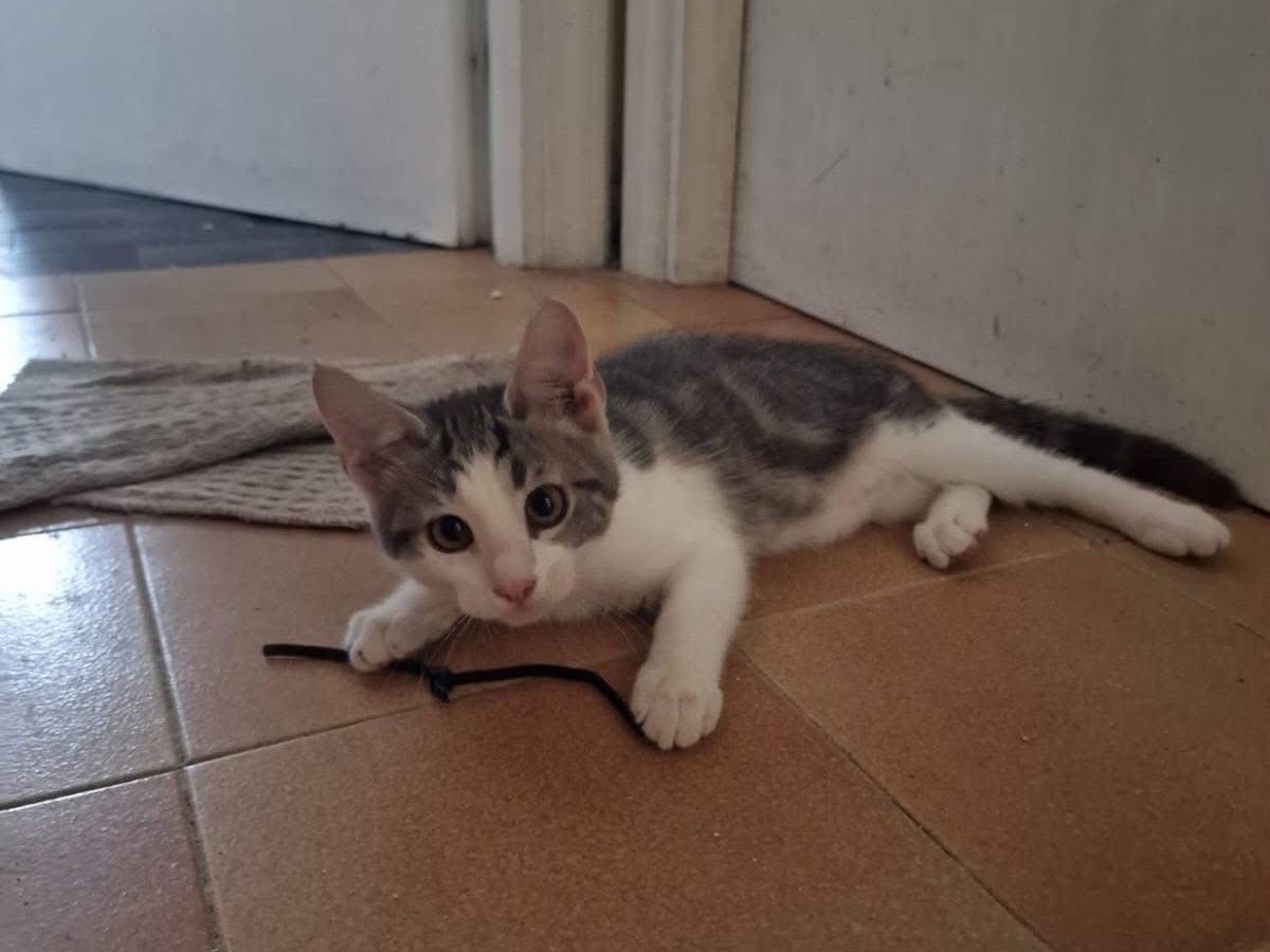 Adotta il gatto Nuvola e Lampo a Roma
