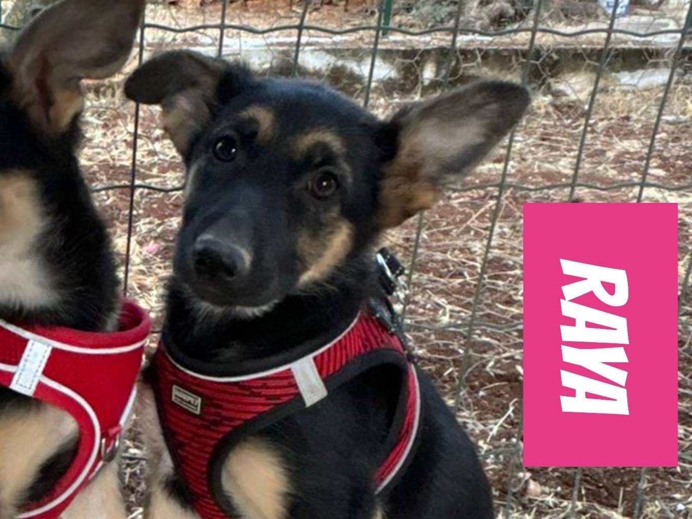 Adozione cane, femmina, Pastore tedesco Razza sconosciuta, 2 mesi, taglia media, Bari
