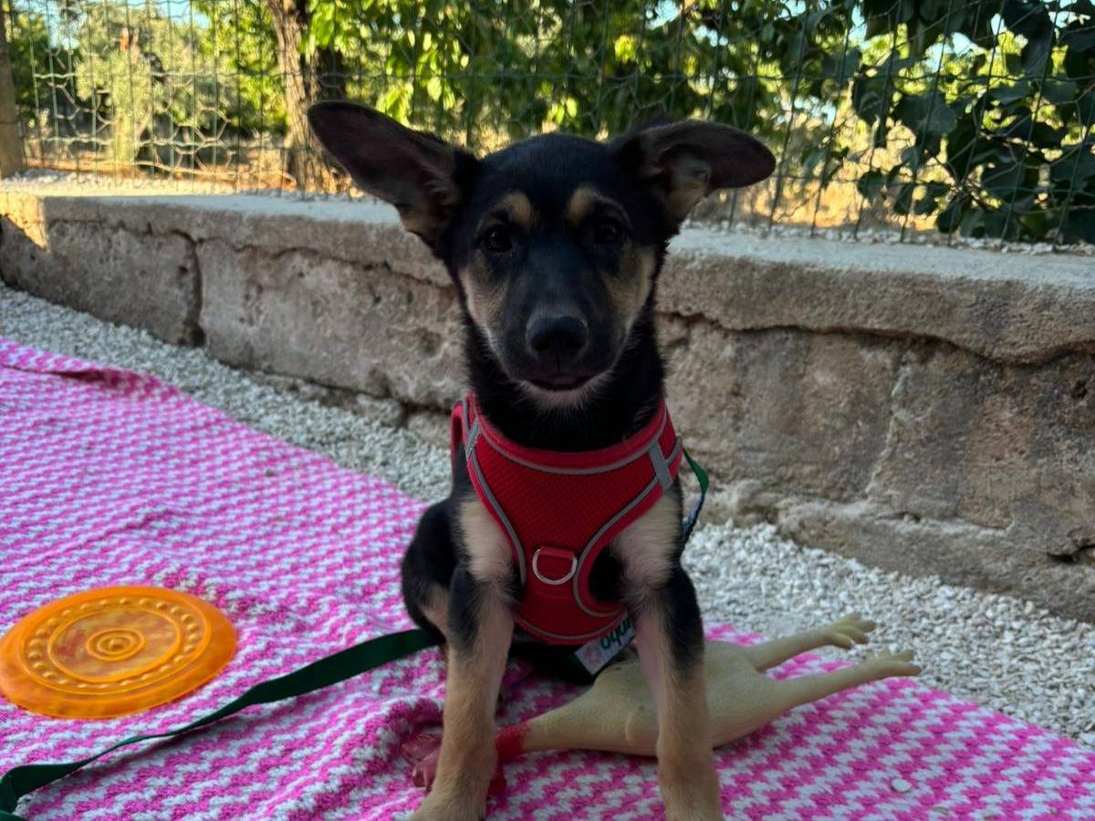Adotta un cane, femmina, 2 mesi, Bari