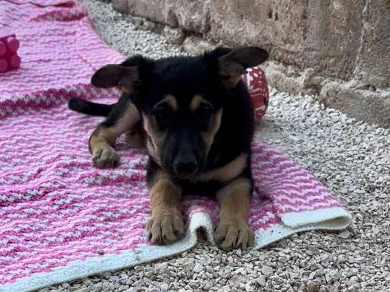 Adotta un cane, taglia media, femmina, Bari