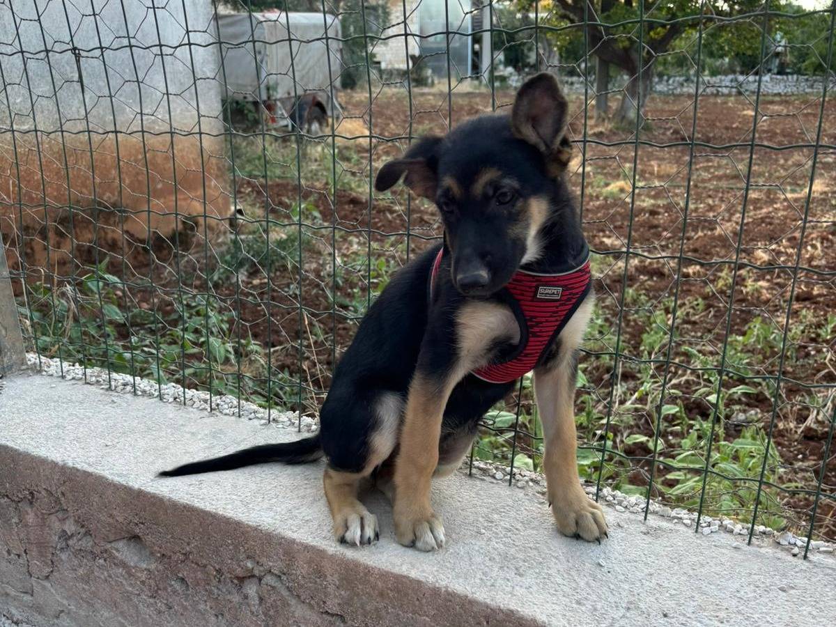 Vuoi adottare un cane a Bari?