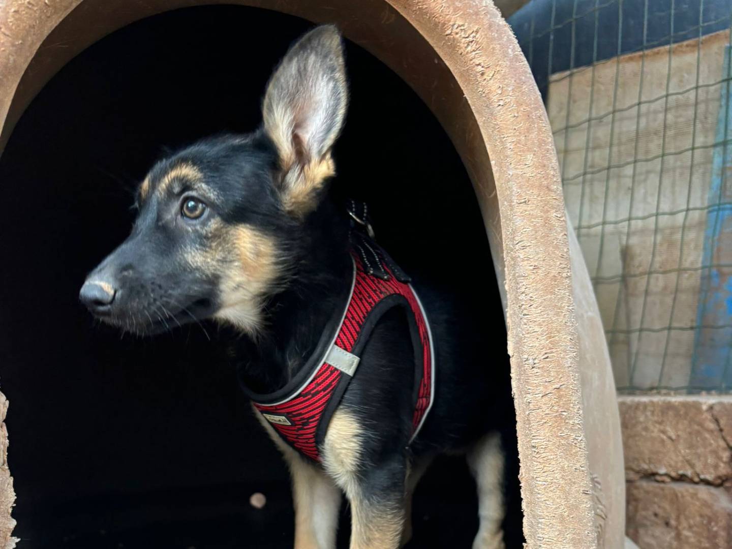 Adotta il cane Raya a Bari