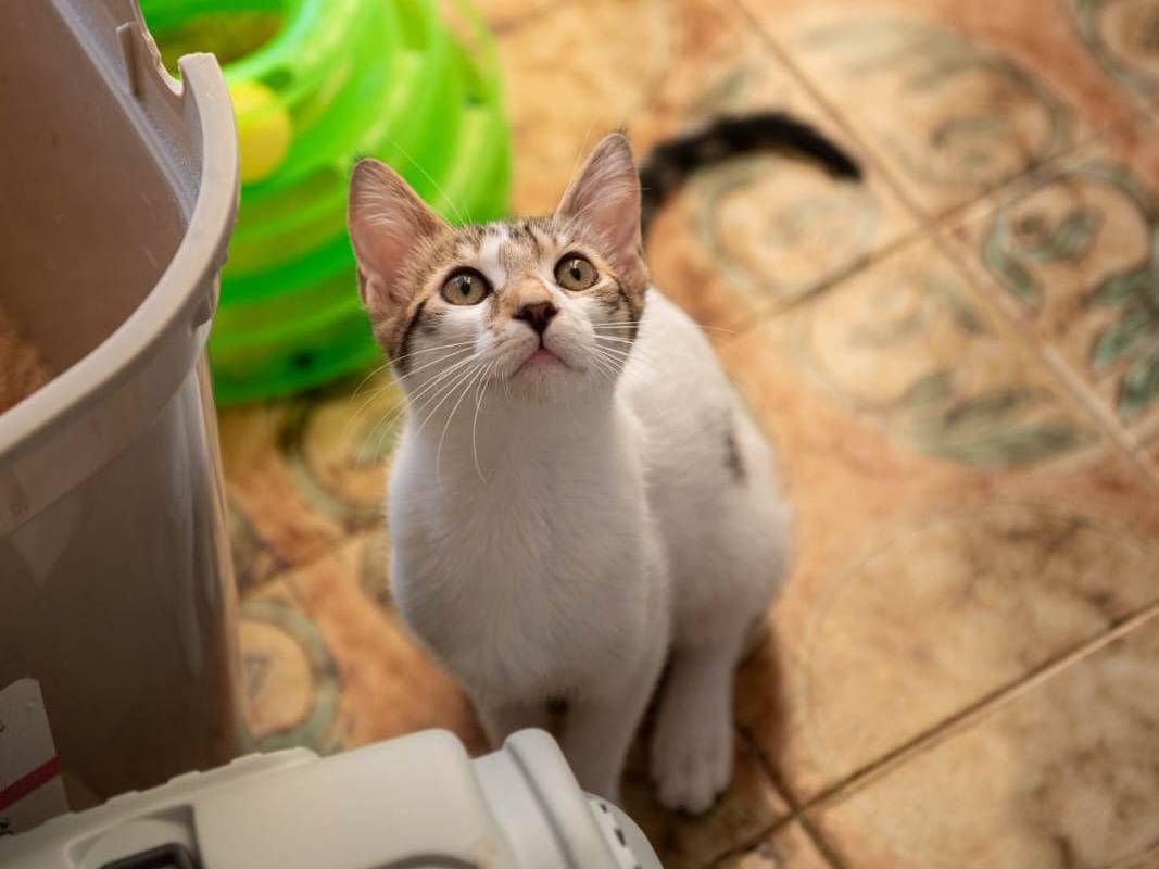 Vuoi adottare un gatto a Parma?