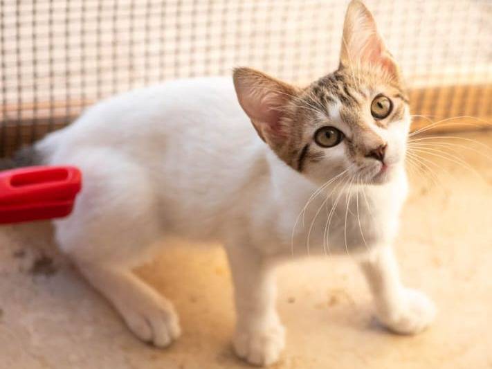 Adotta il gatto Fragolino  a Parma