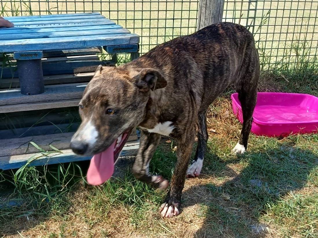 Adotta un cane, femmina, 6 mesi, Latina