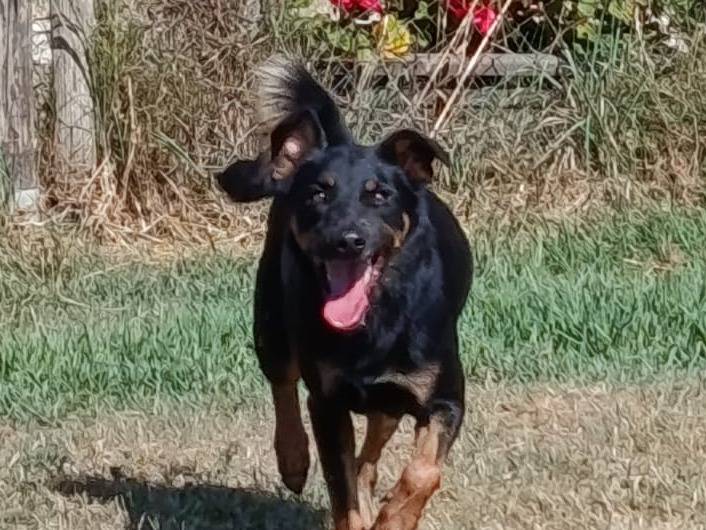Adozione cane, maschio, Razza sconosciuta Pinscher, 3 anni e 2 mesi, taglia media contenuta, Latina