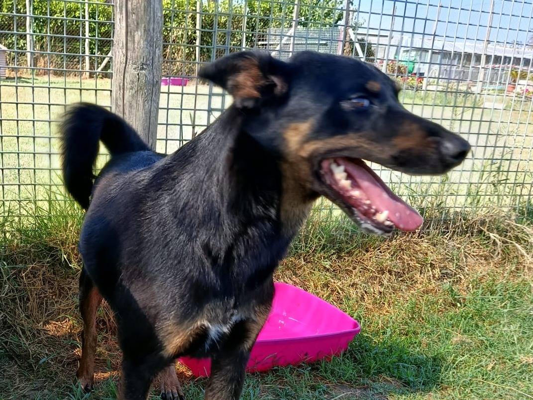 Adotta un cane, taglia media contenuta, maschio, Latina