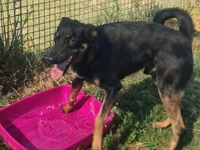 Vuoi adottare un cane a Latina?