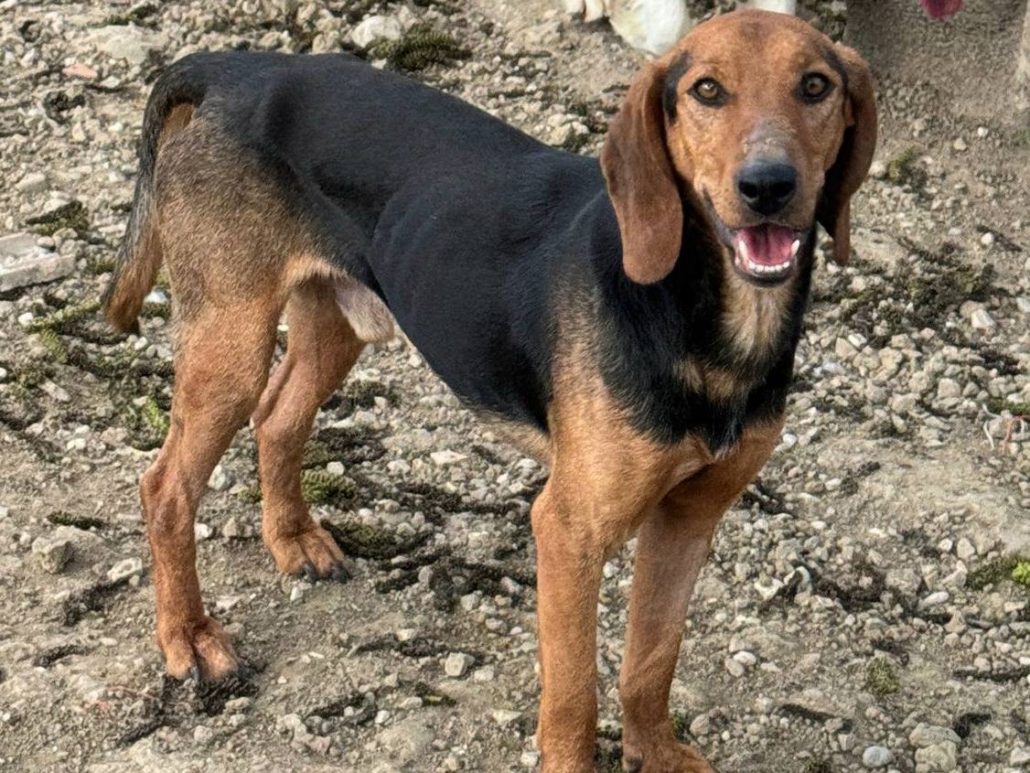 Adotta un cane, maschio, 2 anni e 2 mesi, Teramo