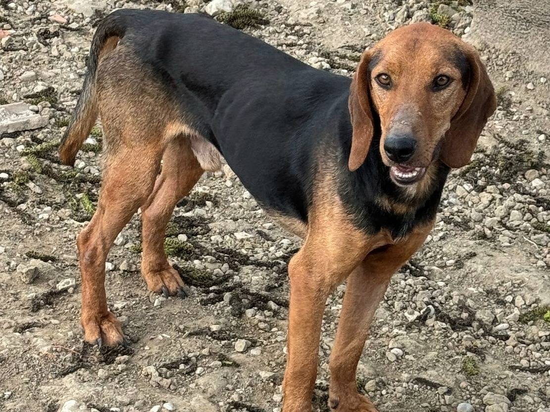 Adotta un cane, taglia media contenuta, maschio, Teramo