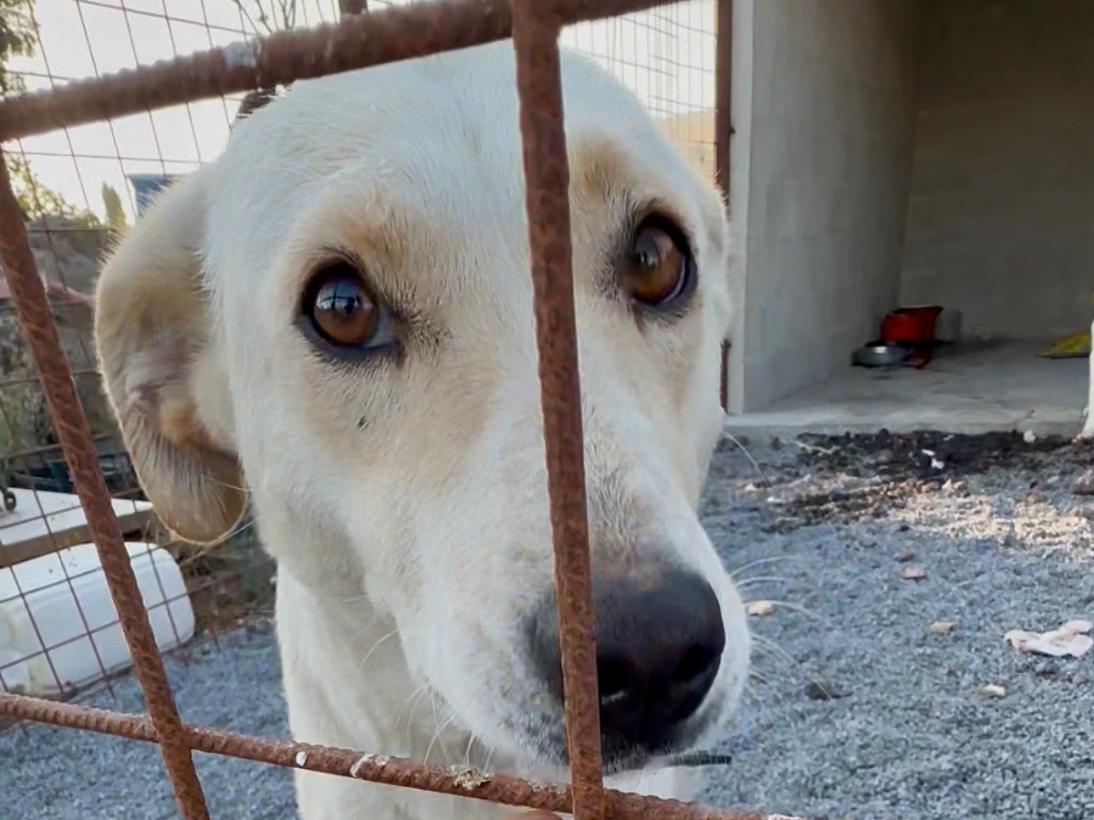 Adotta un cane, femmina, 2 anni  e 5 mesi , Massa