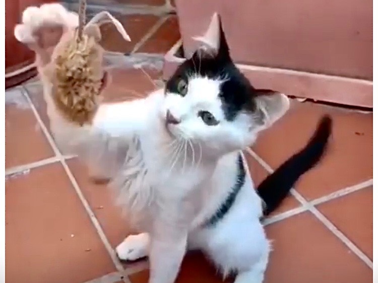 Adotta un gatto, femmina, 2 mesi, Latina