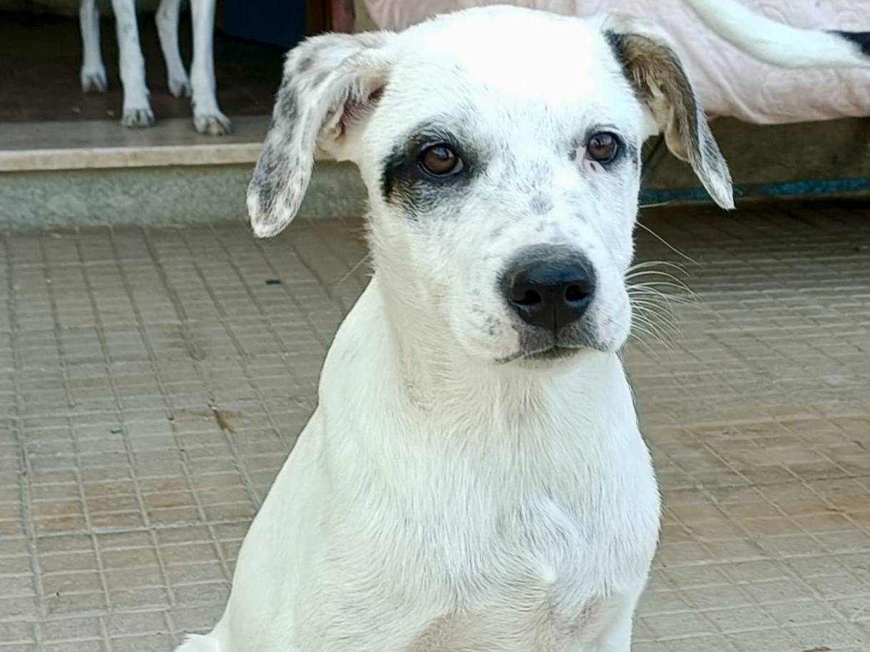 Adozione cane, maschio, Razza sconosciuta Razza sconosciuta, 3 mesi, taglia media, Palermo