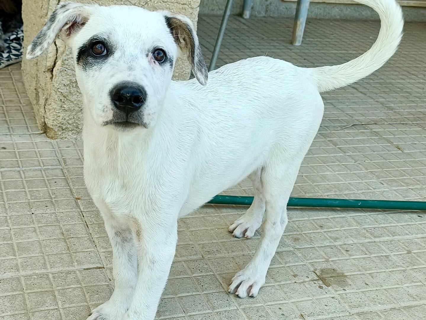 Adotta un cane, maschio, 3 mesi, Palermo