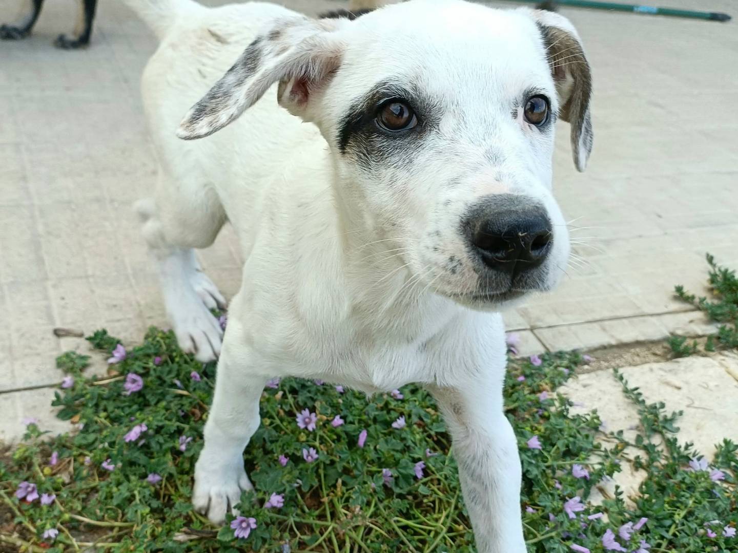 Adotta un cane, taglia media, maschio, Palermo