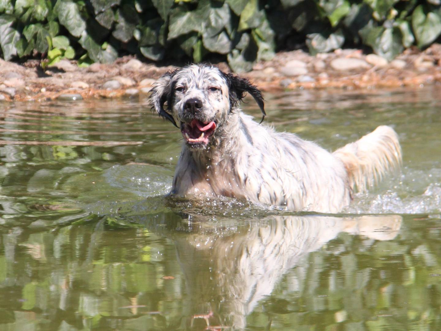Vuoi adottare un cane a Milano?