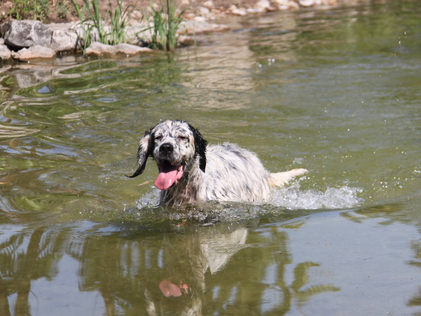 Adotta il cane BOLERO a Milano