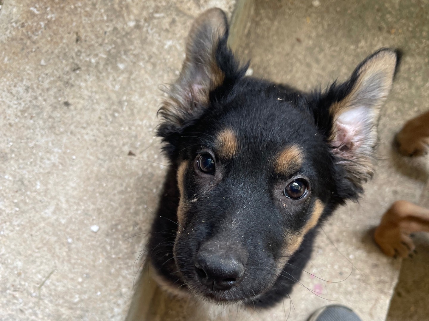 Vuoi adottare un cane a Laquila?