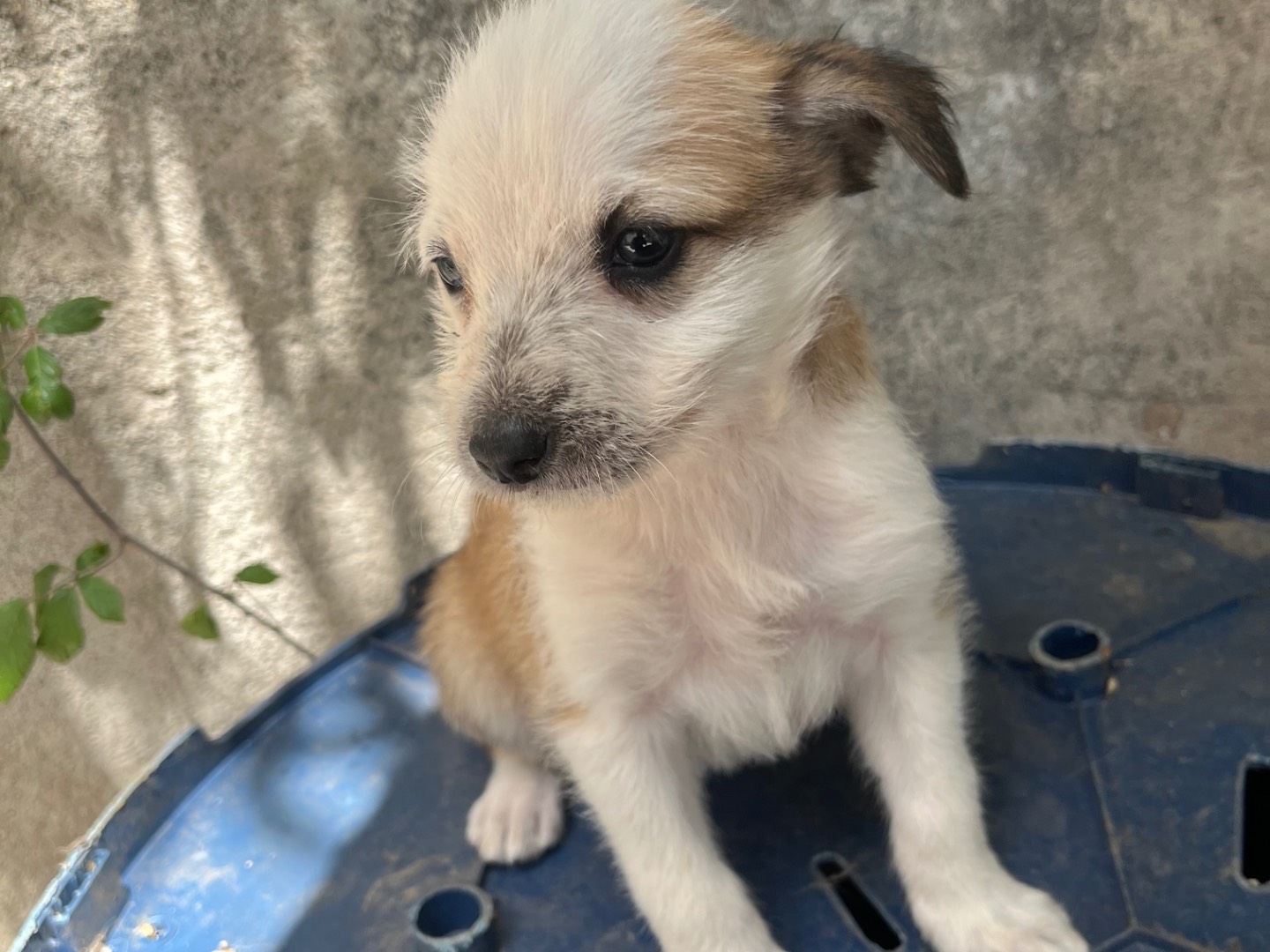 Vuoi adottare un cane a Avellino?