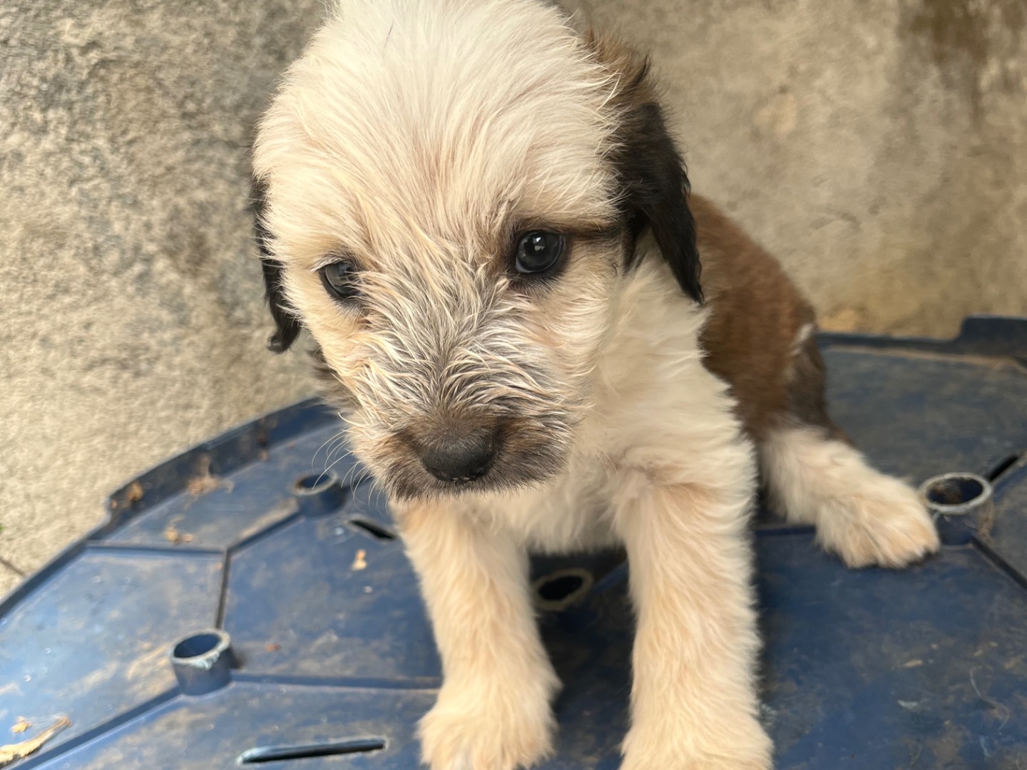 Vuoi adottare un cane a Avellino?