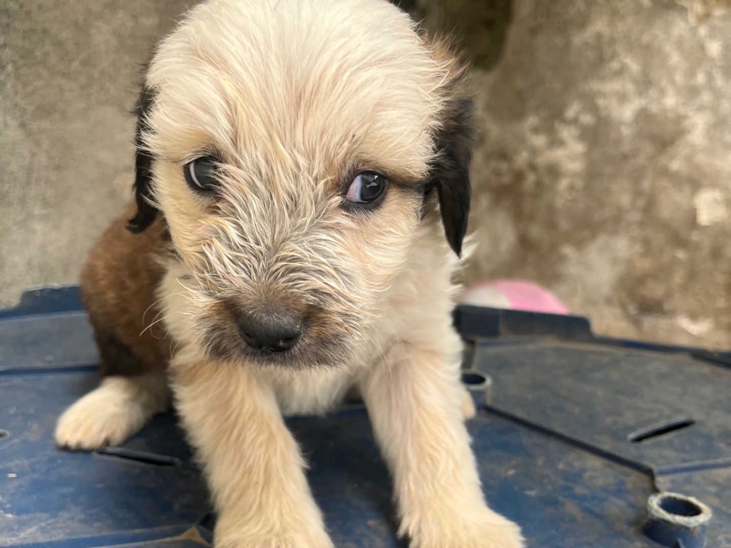 Adotta il cane Fragola  a Avellino