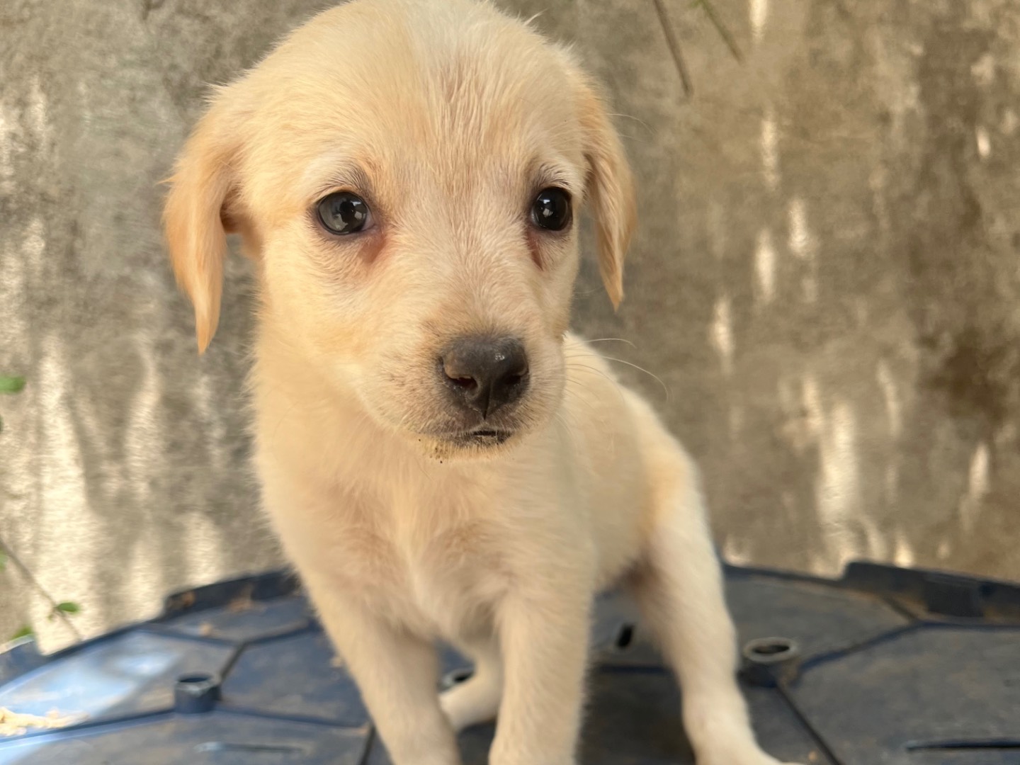 Vuoi adottare un cane a Avellino?