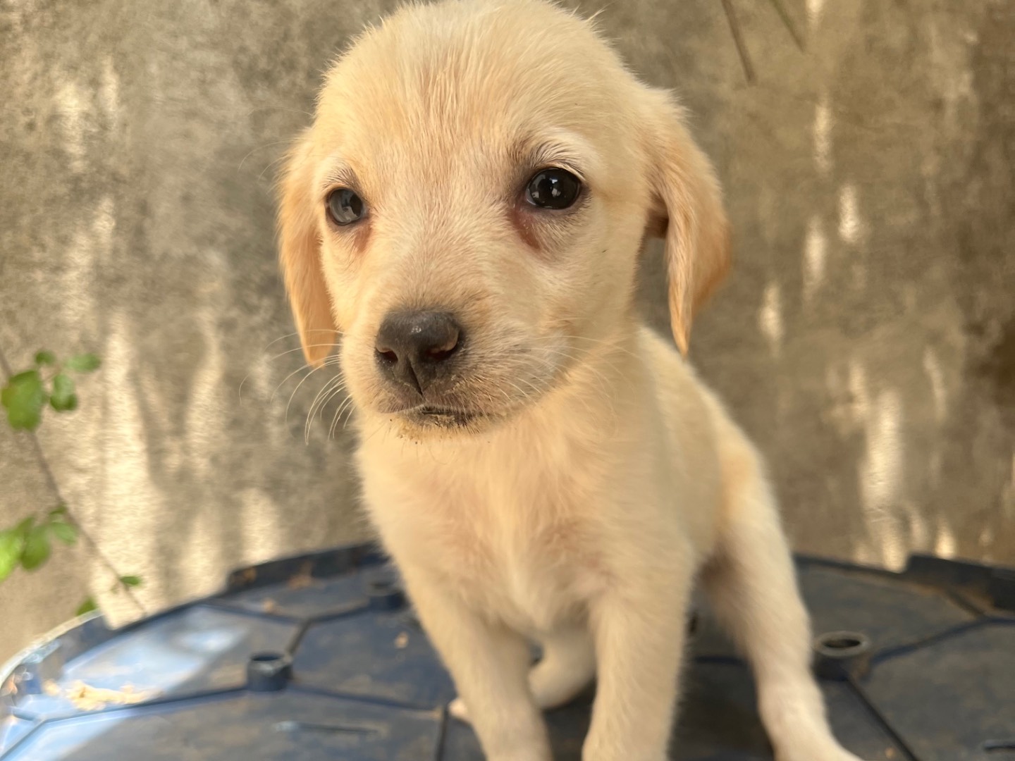 Adotta il cane Mandarina a Avellino