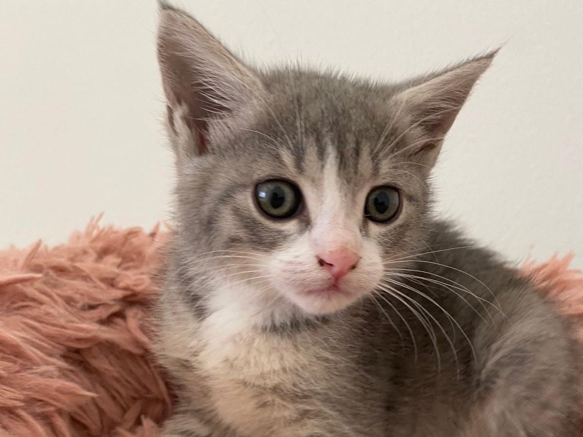 Adozione gatto, femmina, Razza sconosciuta Razza sconosciuta, 4 mesi, taglia non valida, Palermo