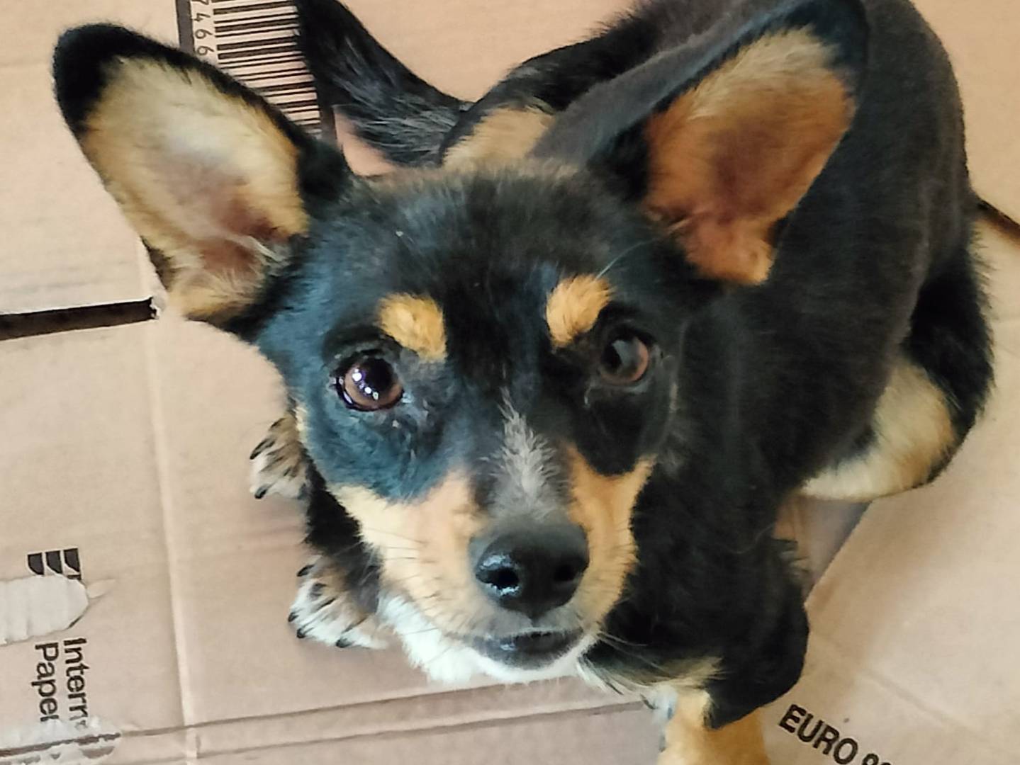 Adotta un cane, femmina, 5 anni e 5 mesi, Frosinone