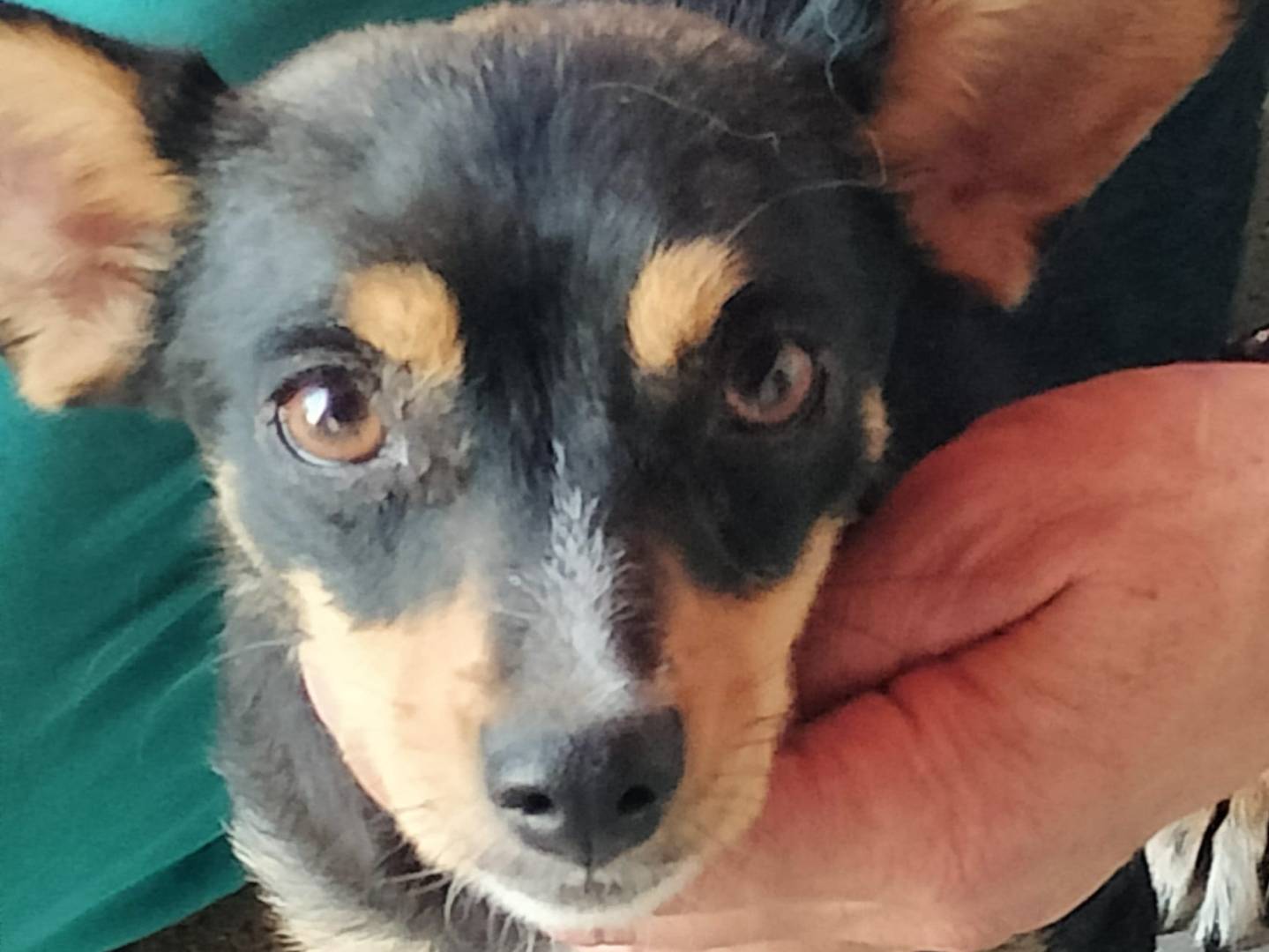 Adotta un cane, taglia piccola, femmina, Frosinone