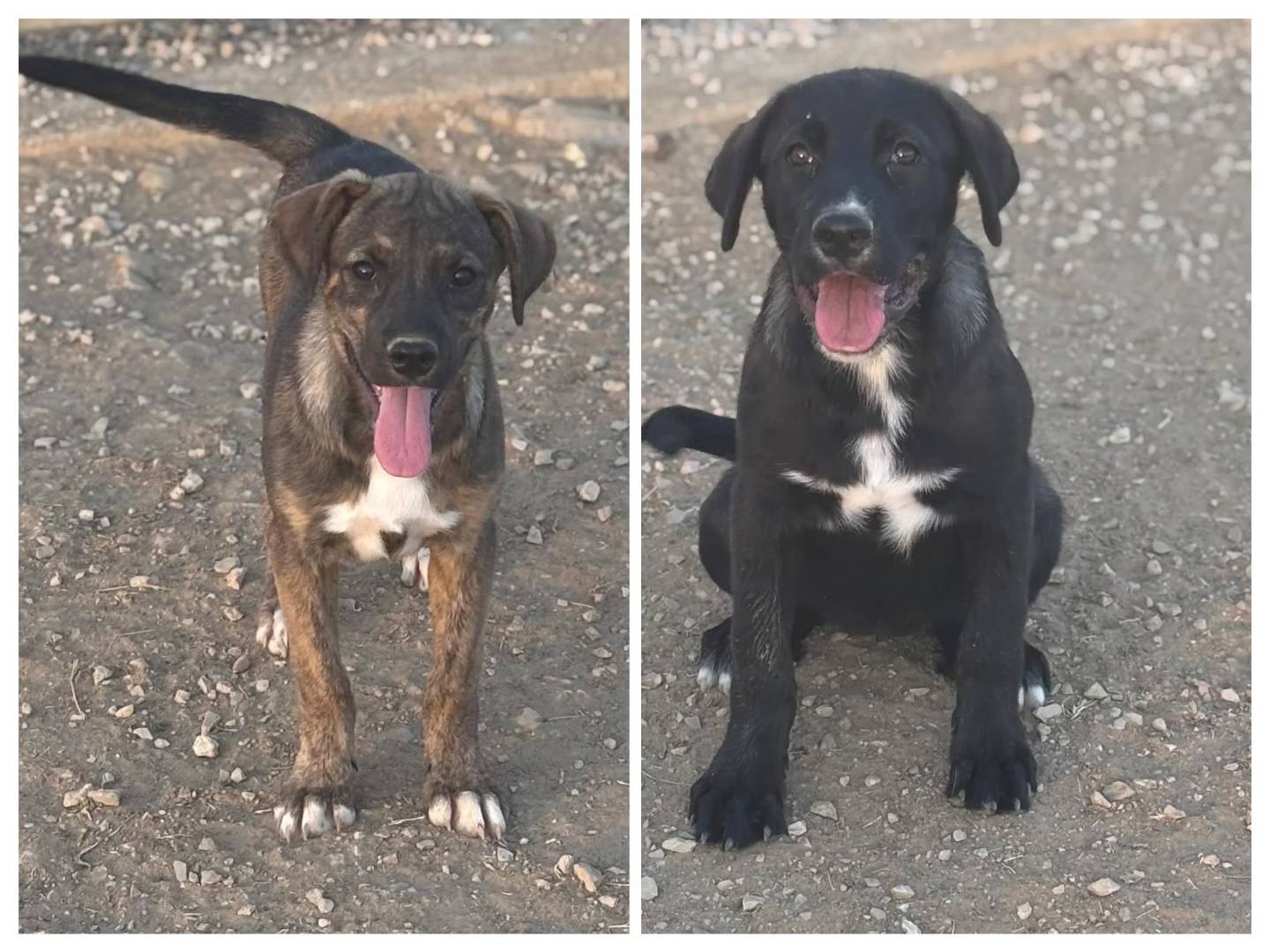 Adozione cane, femmina, Razza sconosciuta Razza sconosciuta, 4 mesi, taglia media, Latina