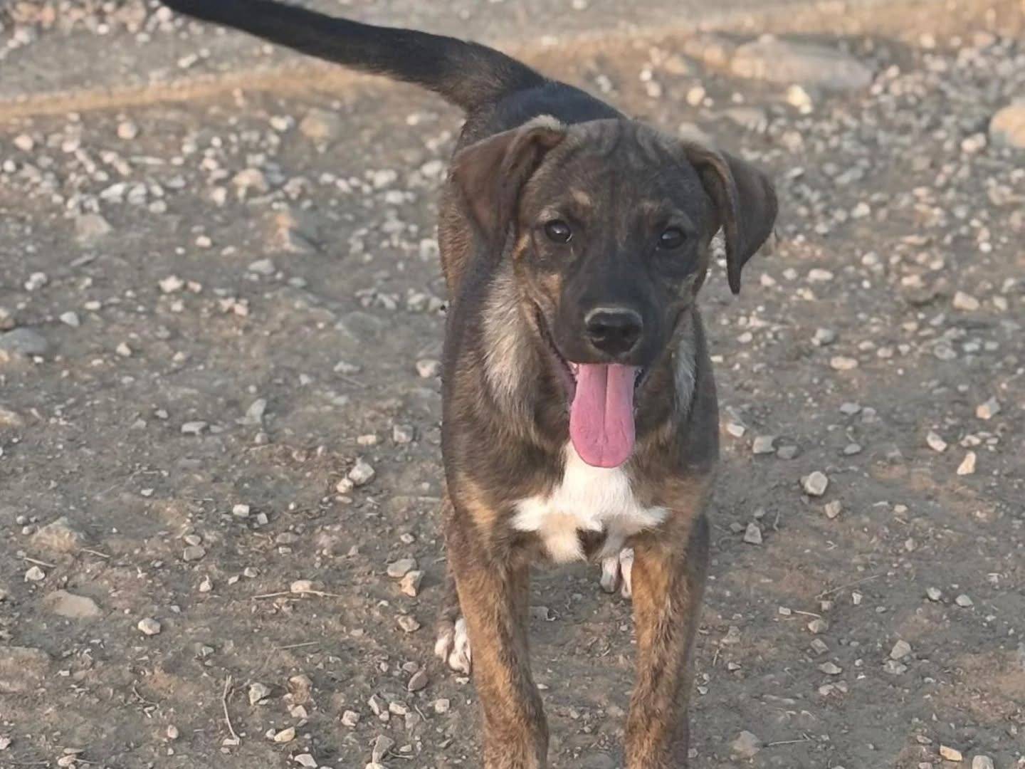 Adotta un cane, femmina, 4 mesi, Latina