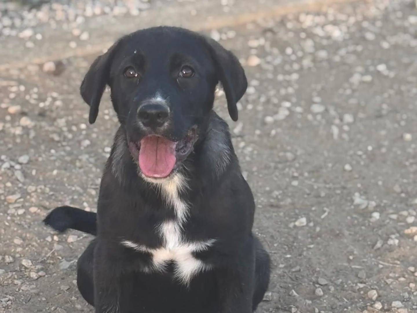 Adotta un cane, taglia media, femmina, Latina