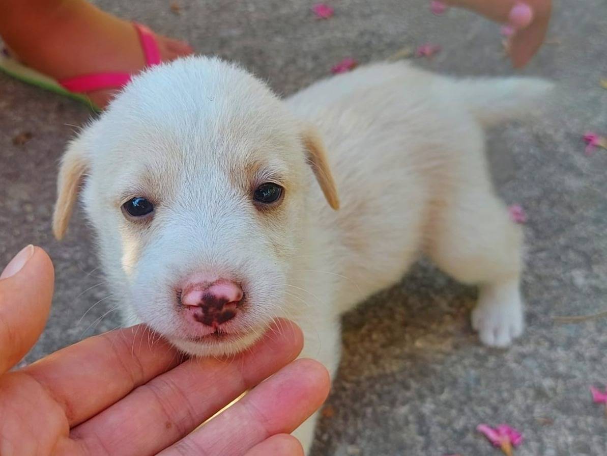 Vuoi adottare un cane a Messina?