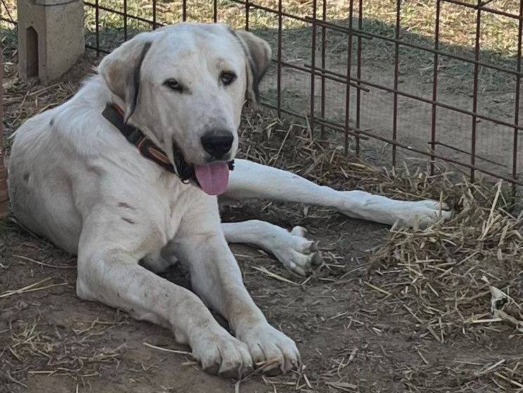 Adozione cane, maschio, Razza sconosciuta Razza sconosciuta, 1 anno e 1 mese, taglia gigante, Latina