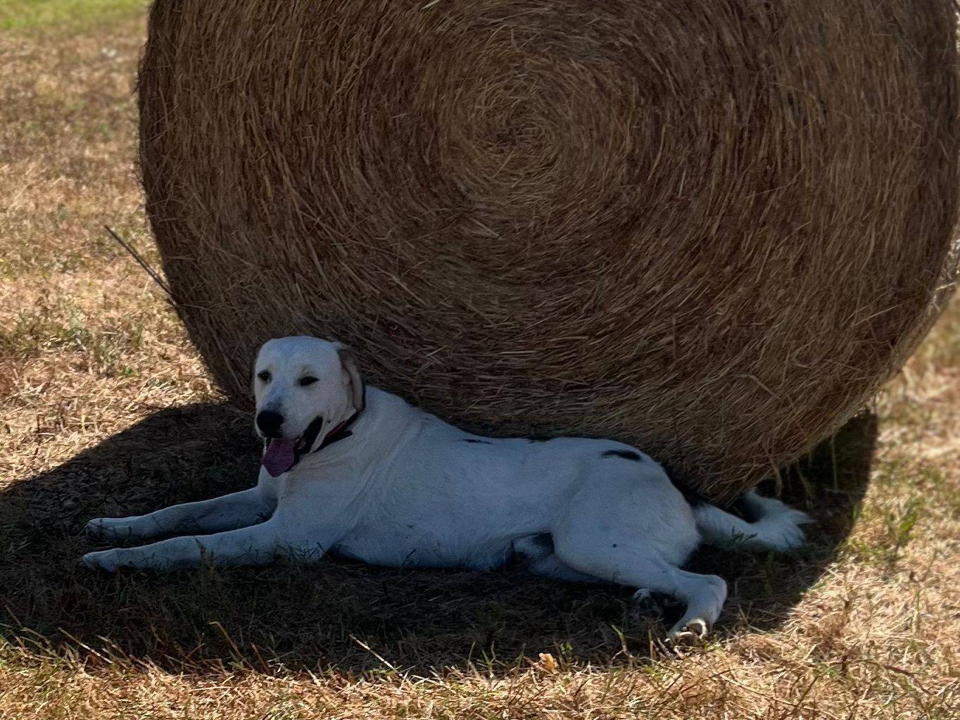 Adotta un cane, maschio, 1 anno e 1 mese, Latina